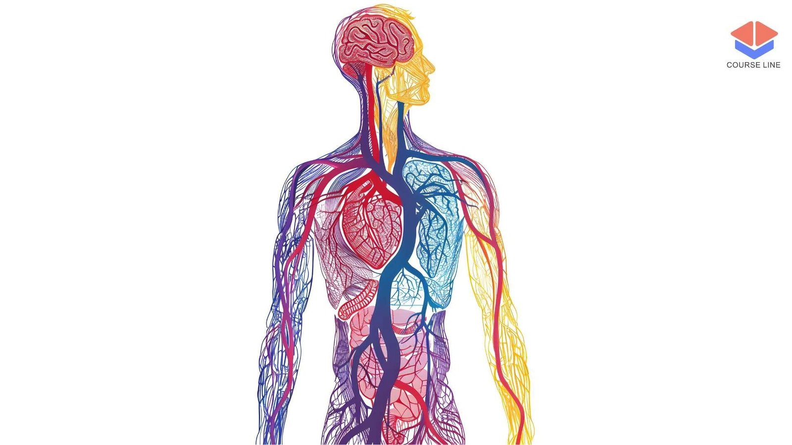 Anatomy and Physiology Level 8 Advanced Diploma Course Thumbnail
