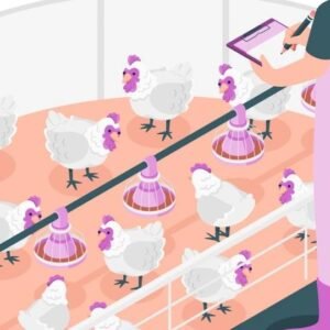 Livestock Management Level 3 Advanced Diploma Course Thumbnail